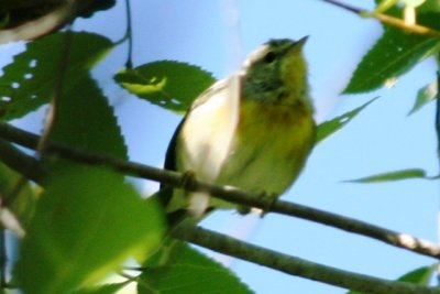 Northern Parula (alternate female)