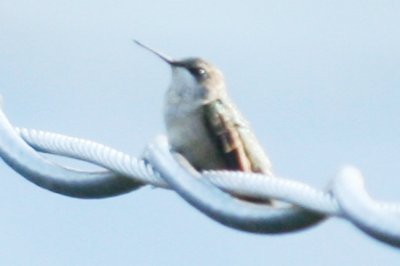 Ruby-throated Hummingbird (adult female)