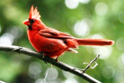 Northern Cardinal (adult male)