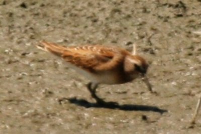 Least Sandpiper (juv)