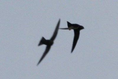 Black Swift