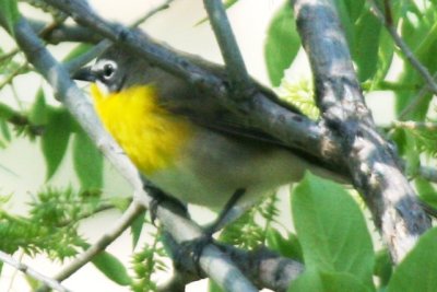 Yellow-breasted Chat (alternate female)