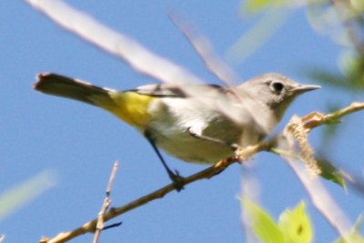 Virginia's Warbler (alternate female)