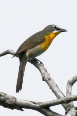 Yellow-breasted Chat (alternate male)