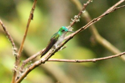 Andean Emerald
