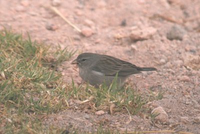 Ash-breasted Sierra-Finch