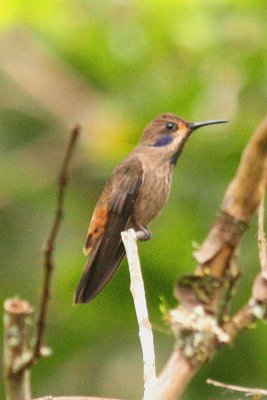 Brown Violetear