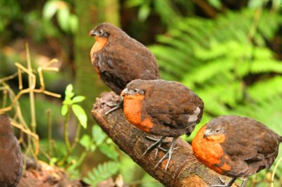 Dark-backed Wood-Quail