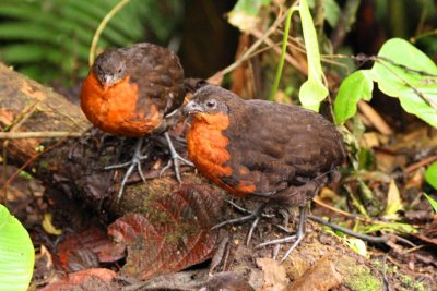 Dark-backed Wood-Quail