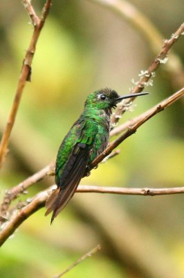 Green-crowned Brilliant