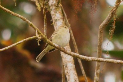 Sierran Elaenia