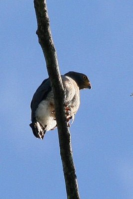 Roadside Hawk