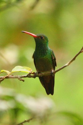 Rufous-tailed Hummingbird