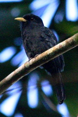 Yellow-billed Nunbird