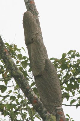 Wasp nest near Tena (eastern foothills)