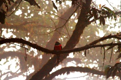 Masked Trogon below Guacamayos Pass