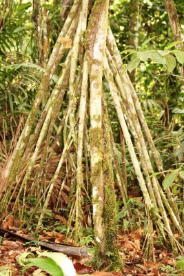 Root system for palm trees in the forest