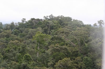 Habitat is low elevation terra firme rain forest about 400 m elev.