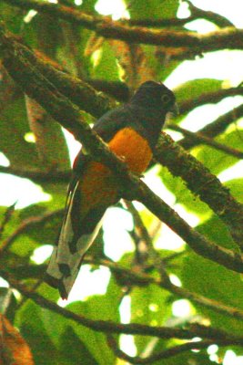 White-tailed Trogon, Amazonian race