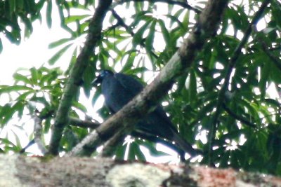 Bare-necked Fruit Crow