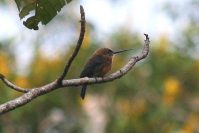 Brown Jacamar