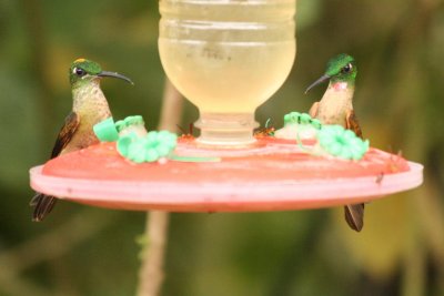 Fawn-breasted Brilliant, female and male