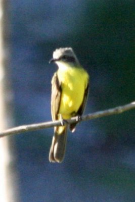 Gray-capped Flycatcher