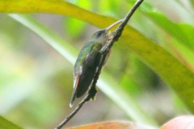 Rufous-breasted Hermit