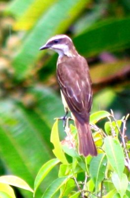 Piratic Flycatcher