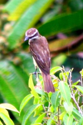 Piratic Flycatcher