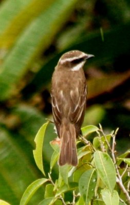 Piratic Flycatcher