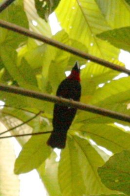 Purple-throated Fruit-Crow