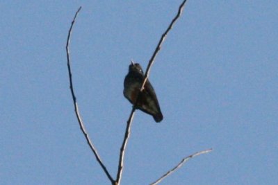 Swallow-winged Puffbird (aka Swallow-wing)