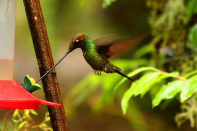 Sword-billed Hummingbird, male