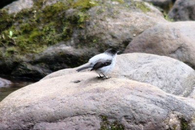 Torrent Tyrannulet