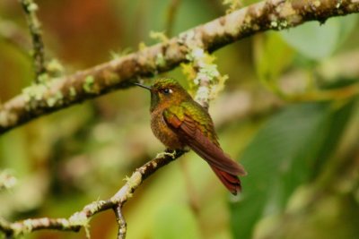 Tyrian Metaltail