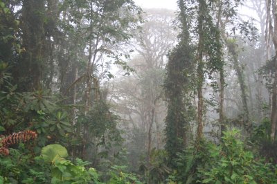Cloud forest at about 2000 m at neighboring Bellavista Cloud Forest Reserve