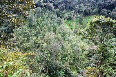 Reforestation project on neighboring parcel