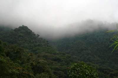Cloud Forest habitat