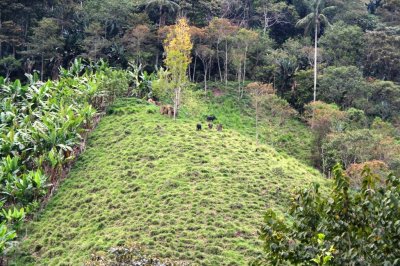 Neighboring parcel with cattle