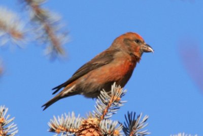 Red Crossbill (adult male)