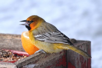 Streak-backed Oriole (adult female)