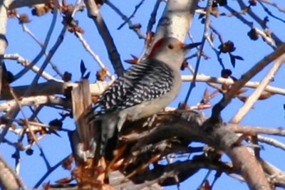Red-bellied Woodpecker (adult female Northern race)