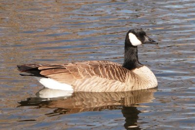 Canada Goose