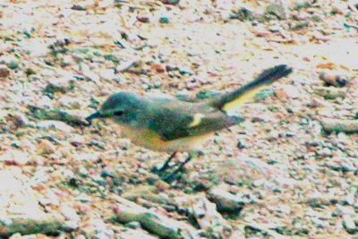 American Redstart (alternate female)