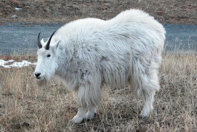 Mountain Goat (South Dakota)