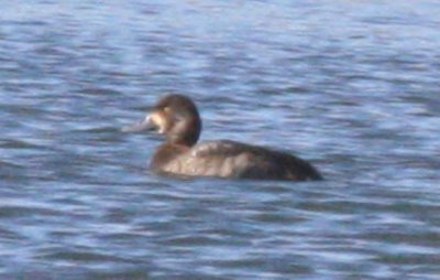 Greater Scaup (female)