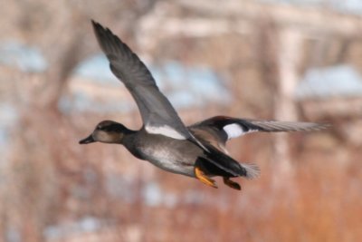 Gadwall (alternate male in flight)