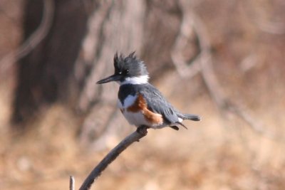 Belted Kingfisher (female)