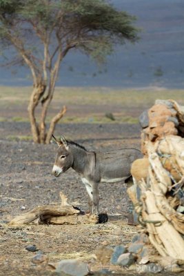 Mharech Oasis